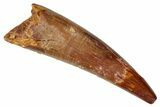 Huge, Fossil Pterosaur (Siroccopteryx) Tooth - Morocco #274337-1